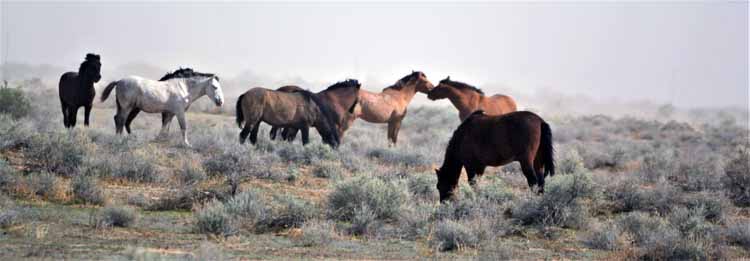 mustangs